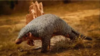 Image via ScienceDaily