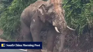 Image via South China Morning Post