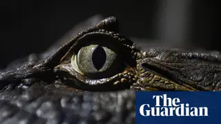 Image via The Guardian