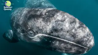 Image via Scientific American