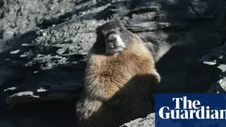 Image via The Guardian