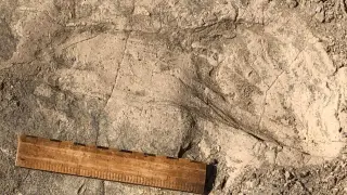 Image via ScienceDaily