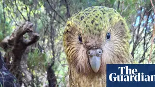 Image via The Guardian