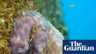 Image via The Guardian