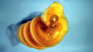 Image via ScienceDaily