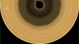 Image via Scientific American