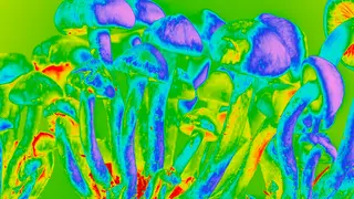 Image via New Scientist