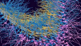 Image via Nature Neuroscience