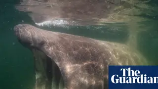 Image via The Guardian