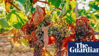 Image via The Guardian