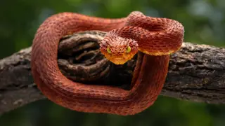 Image via ScienceDaily
