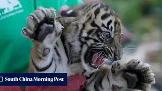 Image via South China Morning Post