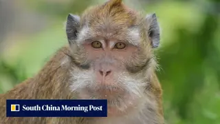Image via South China Morning Post
