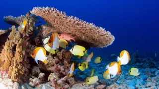 Image via Inside Climate News