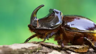 Image via ScienceDaily