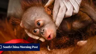 Image via South China Morning Post