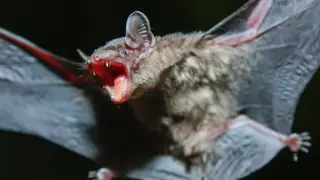 Image via ScienceDaily
