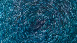Image via Scientific American