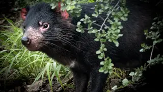 Image via Phys.org