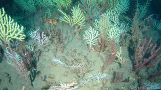 Image via ScienceDaily