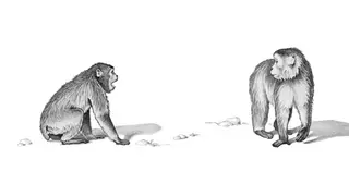 Image via Scientific American