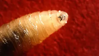 Image via ScienceDaily