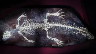 Image via ScienceDaily