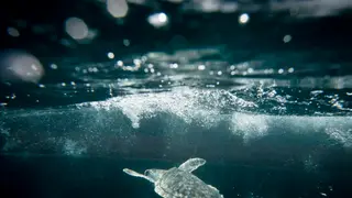 Image via Inside Climate News