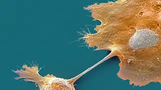 Image via Scientific American