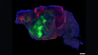 Image via Live Science