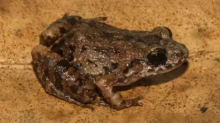 Image via ScienceDaily
