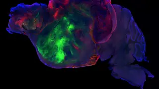 Image via Scientific American