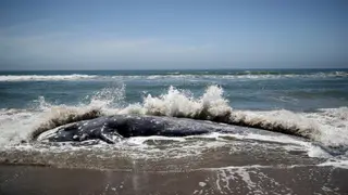 Image via Grist