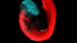 Image via New Scientist