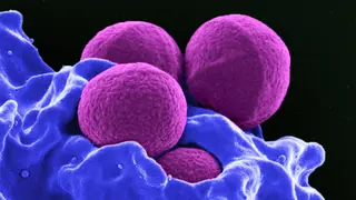 Image via MedPage Today