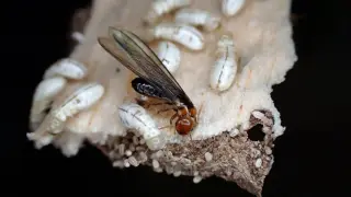 Image via ScienceDaily