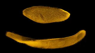 Image via ScienceDaily
