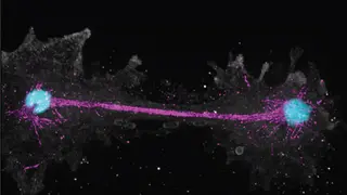 Image via New Scientist