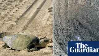 Image via The Guardian