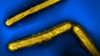 Image via Global Biodefense