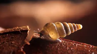 Image via ScienceDaily