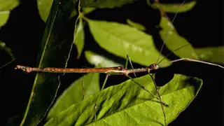 Image via Sci.News