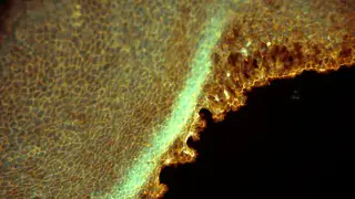 Image via ZME Science