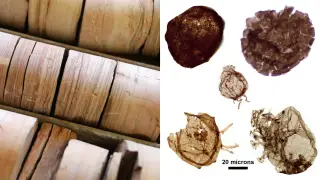Image via ScienceDaily