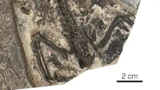Image via Sci.News