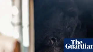 Image via The Guardian