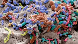 Image via New Scientist