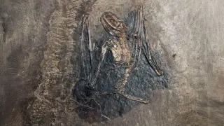 Image via ScienceDaily