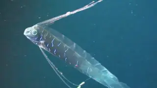 Image via Interesting Engineering