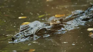 Image via Popular Science